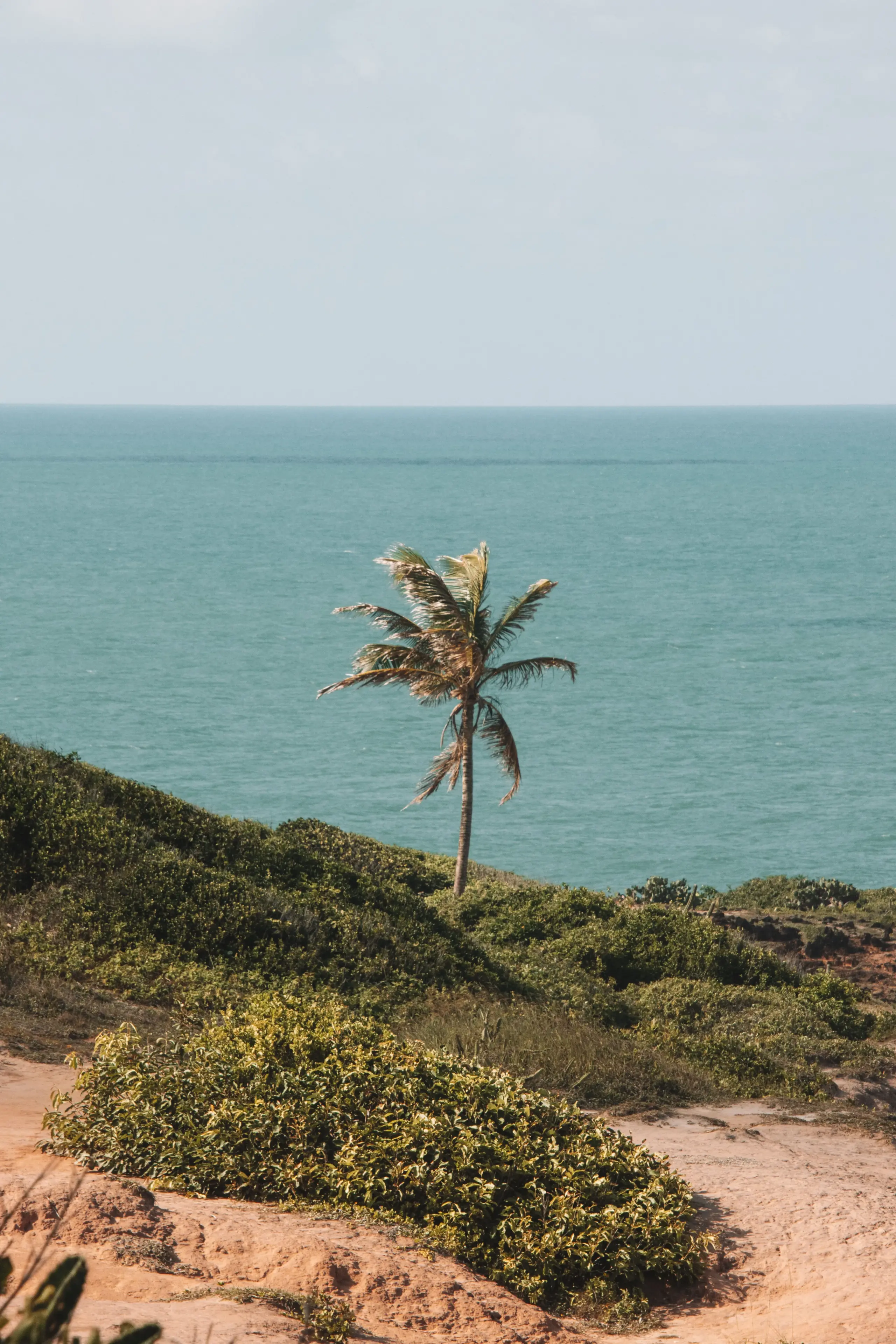 A lone palm tree standing on a green hillside overlooking a calm blue ocean under a light sky.